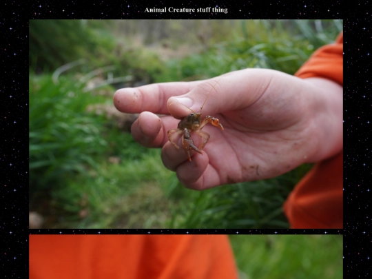 natureandcreature screenshot