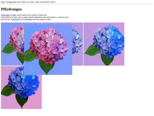 PHydrangea screenshot