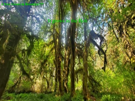 part2/tree screenshot