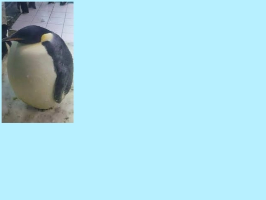 penguinland screenshot