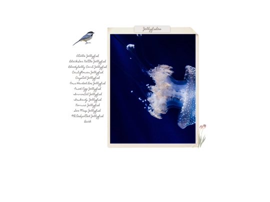 ocean7 screenshot