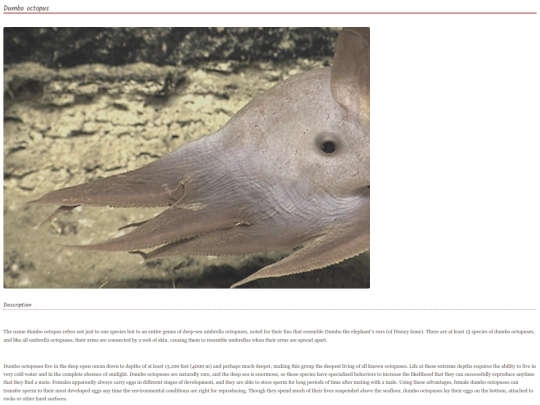octopus2 screenshot