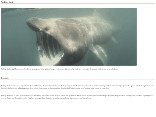 shark1 screenshot