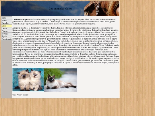gatos screenshot