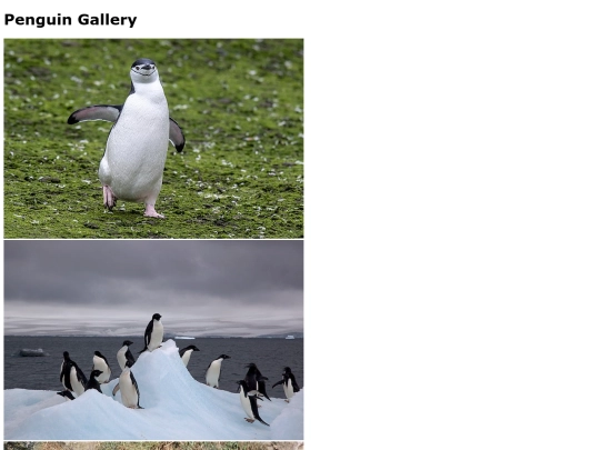 penguin-gallery screenshot