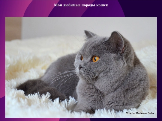 cat1 screenshot