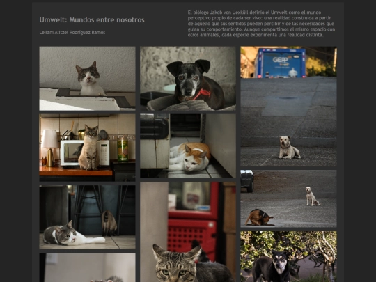 fotografia screenshot