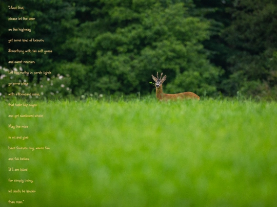 deer screenshot