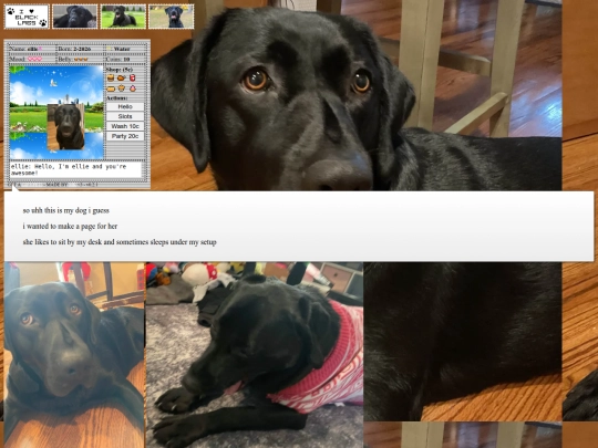 ellie screenshot