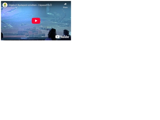 cam/bzoocapa screenshot
