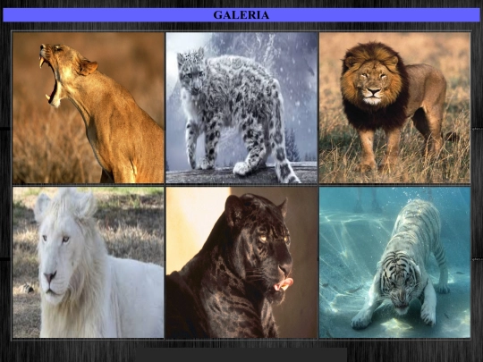 sala/galeriaanimales screenshot