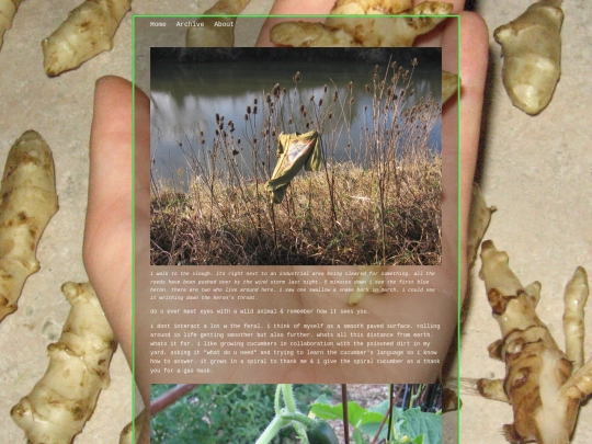 posts/2021-01-08-advice-from-a-bog screenshot