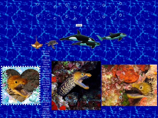 marinelife screenshot