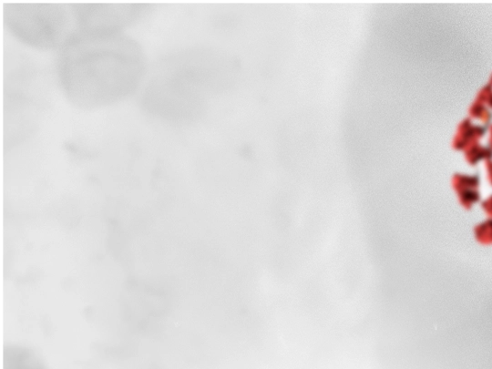 簡易COV screenshot