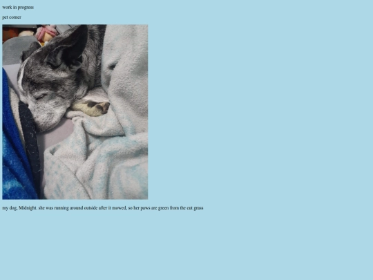 pet-corner screenshot