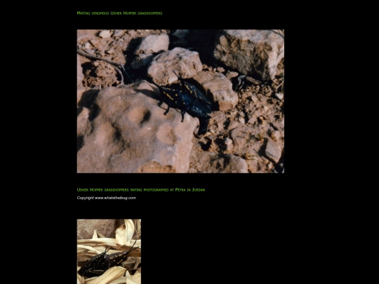 tuwaiq/images/beetle01 screenshot
