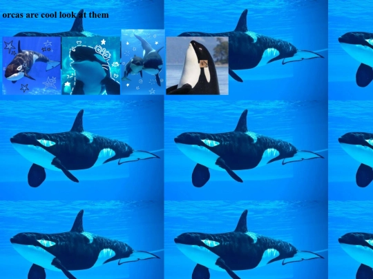 orcas screenshot