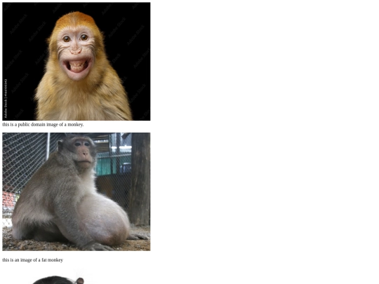 web design/Monkey-starter-gallery screenshot