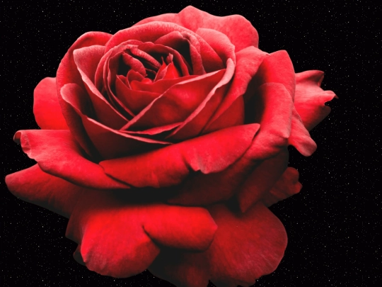 dahlia/rose screenshot
