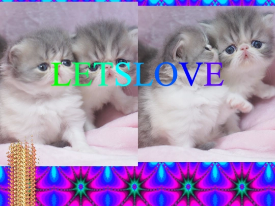 letslovee screenshot
