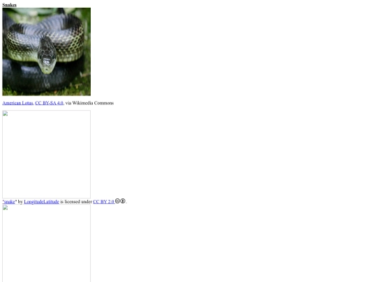 Image Gallery Assignment/Image assignment screenshot