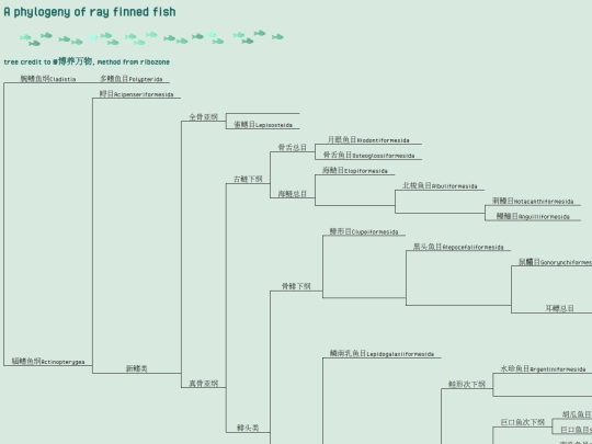 cladograms/rayfintree screenshot