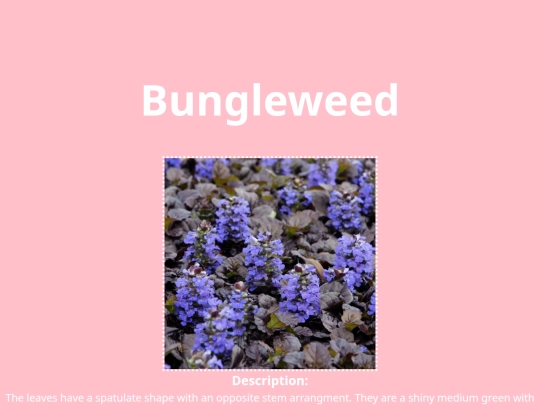 newpagehairy2 screenshot