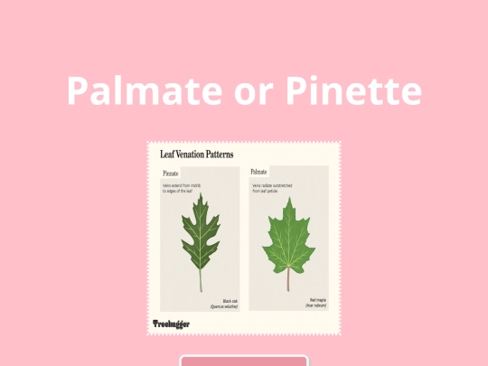 newpageopposite screenshot