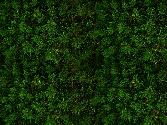 pc/pocketcamp-credits screenshot