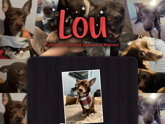 main/CoolStuff/pets/lou screenshot