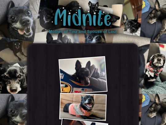 main/CoolStuff/pets/midnite screenshot