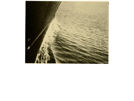 WhatTheWarblerWhistled screenshot