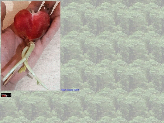 radish screenshot