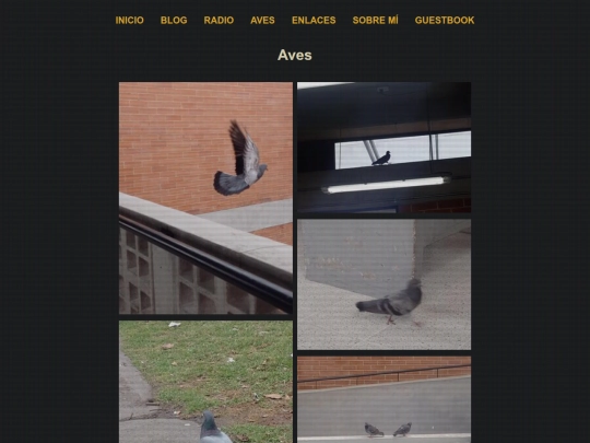 birdoj screenshot