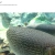 The web site of catnipaddictt avatar