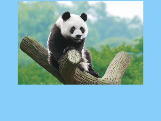 panda screenshot