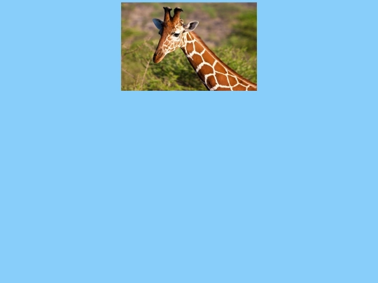 zirafa screenshot