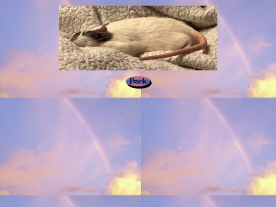 rainbow_bridge/bacon2 screenshot