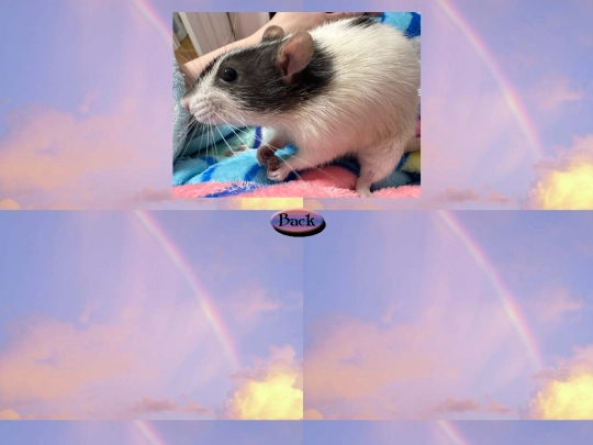 rainbow_bridge/bacon3 screenshot