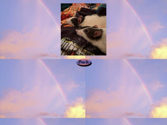rainbow_bridge/bacon4 screenshot