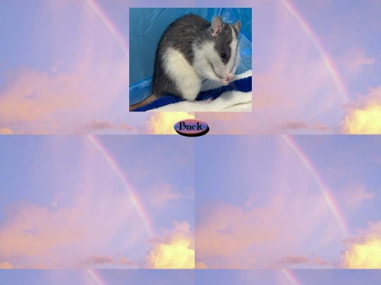 rainbow_bridge/pepper1 screenshot