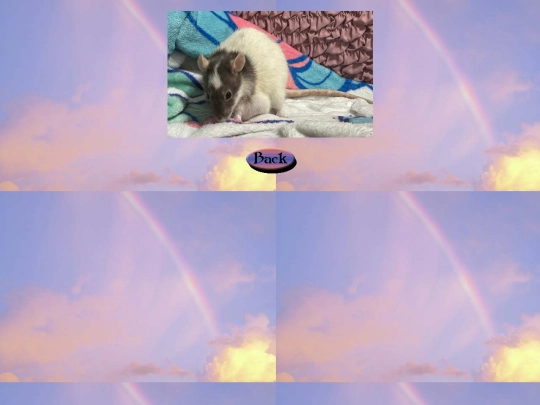 rainbow_bridge/stella2 screenshot