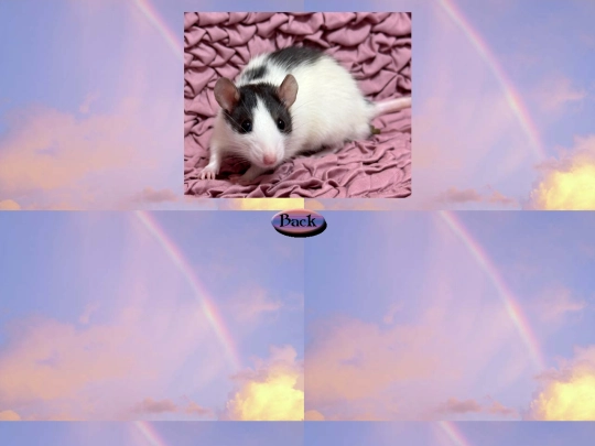 rainbow_bridge/toast1 screenshot