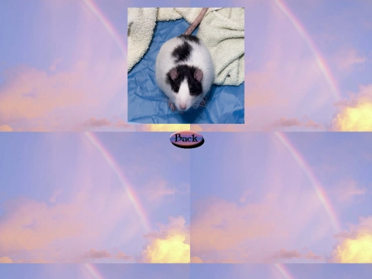 rainbow_bridge/toast3 screenshot