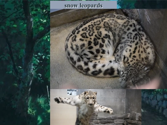 snowleopards screenshot