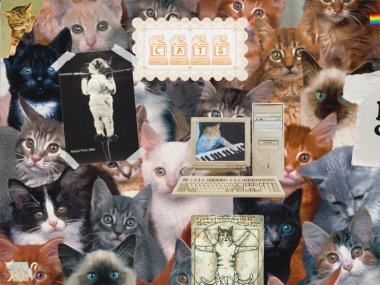 cats screenshot