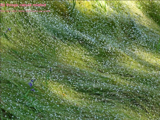 Nature screenshot