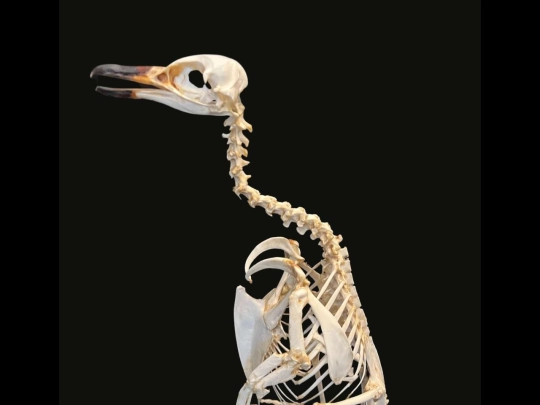bones screenshot