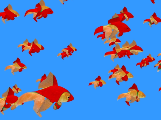 005 screenshot