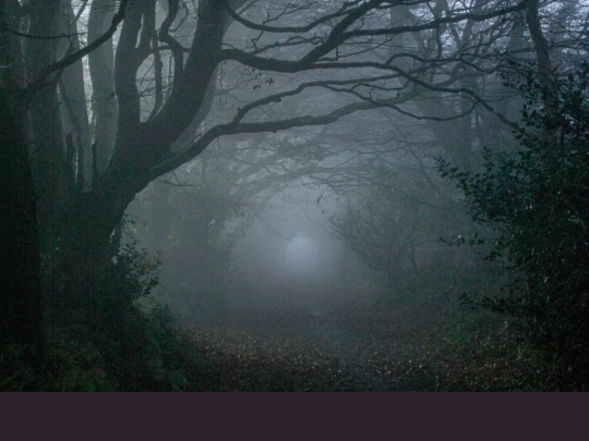 theWoods screenshot